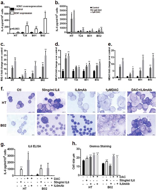 IL-6 Antibody in T-Cell Activation (TCA)