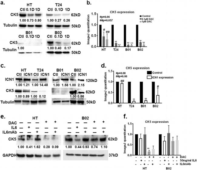 IL-6 Antibody in T-Cell Activation (TCA)