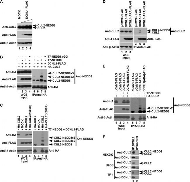 Cullin 2 Antibody in Western Blot (WB)