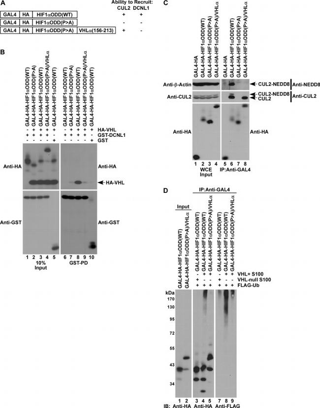 Cullin 2 Antibody in Western Blot (WB)