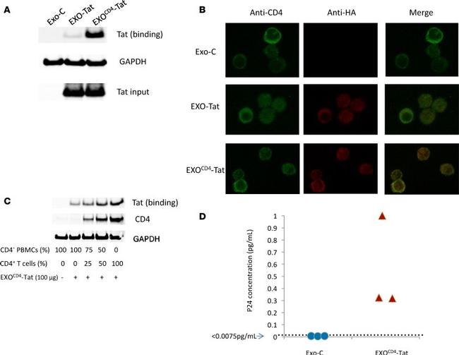 CD4 Antibody in Western Blot (WB)