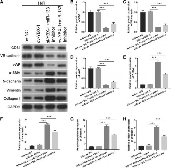 Alpha-Smooth Muscle Actin Antibody in Western Blot (WB)