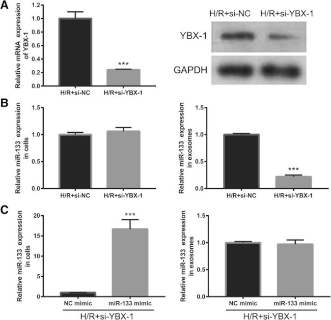 YBX1 Antibody