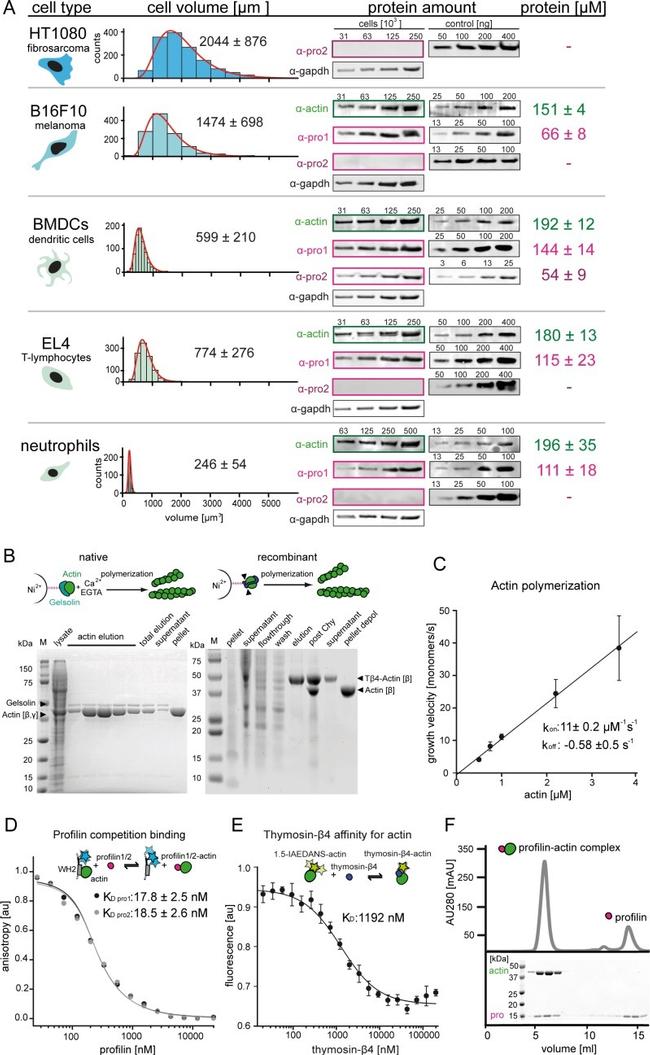 Actin Antibody in Western Blot (WB)