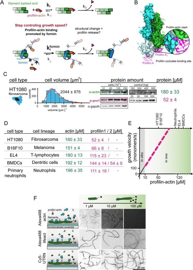 Actin Antibody in Western Blot (WB)