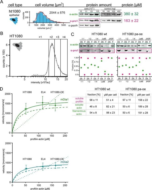 Actin Antibody in Western Blot (WB)