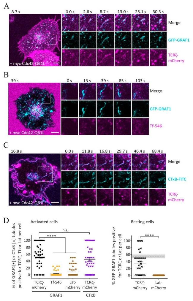 CD3 Antibody in T-Cell Activation (TCA)