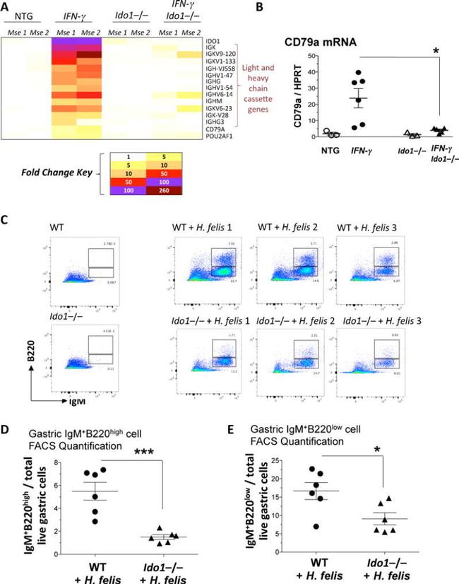 IgM Antibody in Flow Cytometry (Flow)