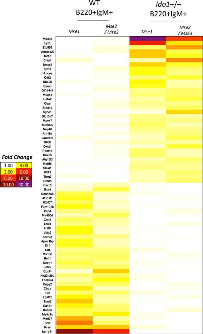 IgM Antibody in Flow Cytometry (Flow)