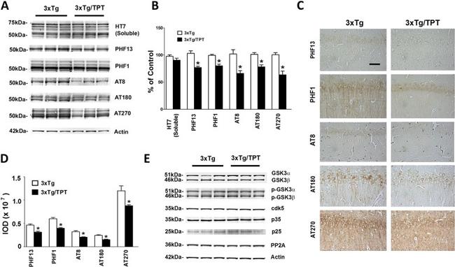 PP2A alpha Antibody in Western Blot (WB)