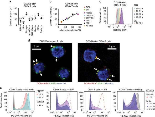 CD107a (LAMP-1) Antibody in Immunocytochemistry (ICC/IF)