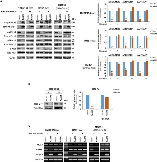 SynGAP Antibody in Western Blot (WB)