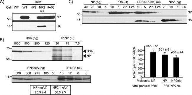 Influenza A H1N1 HA Antibody in Western Blot (WB)