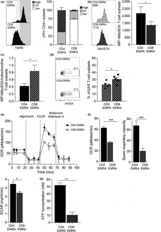 Cortactin Antibody in Flow Cytometry (Flow)