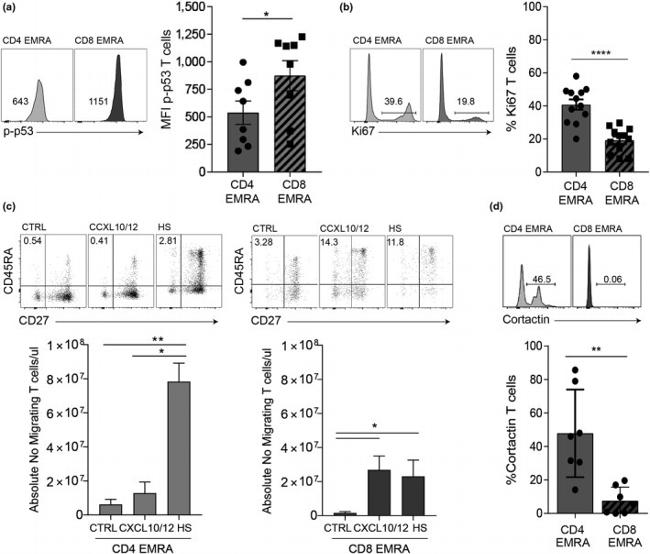 Cortactin Antibody in Flow Cytometry (Flow)