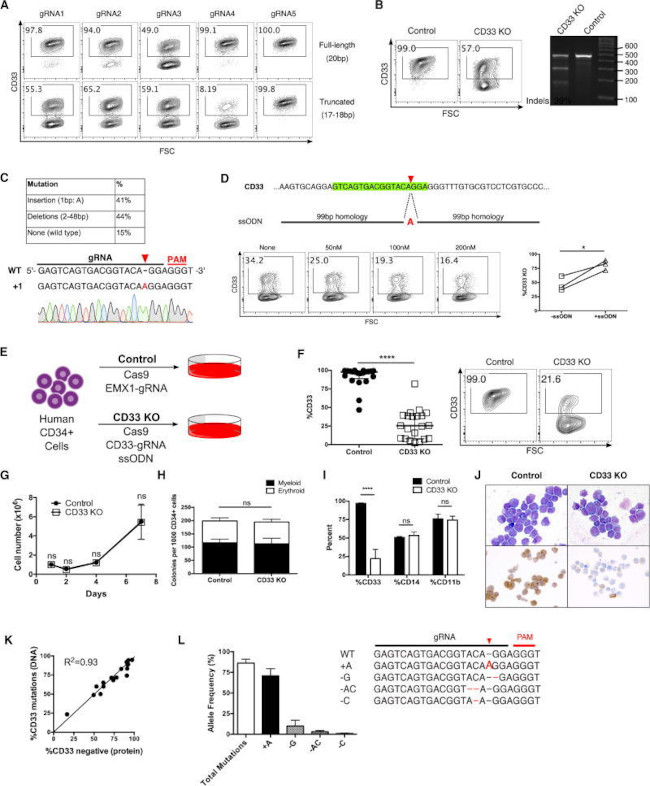 CD33 Antibody in Immunocytochemistry, Flow Cytometry (ICC/IF, Flow)