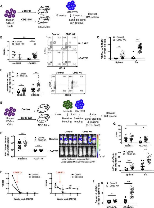 CD14 Antibody in Flow Cytometry (Flow)