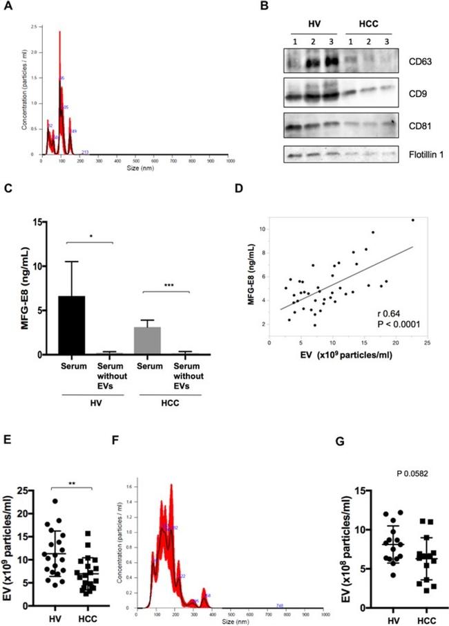 CD81 Antibody in Western Blot (WB)