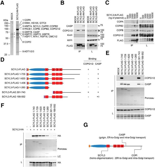 CUX1/Protein CASP Antibody in Western Blot (WB)