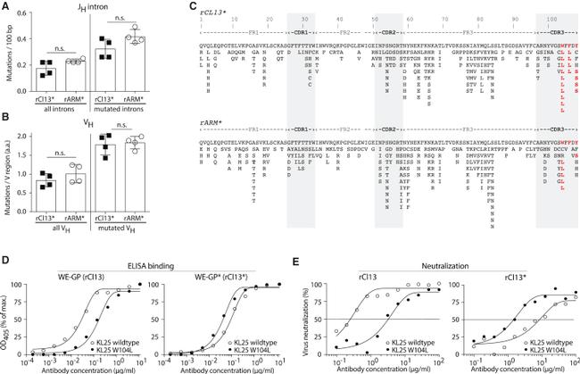 IgM Antibody in Flow Cytometry (Flow)