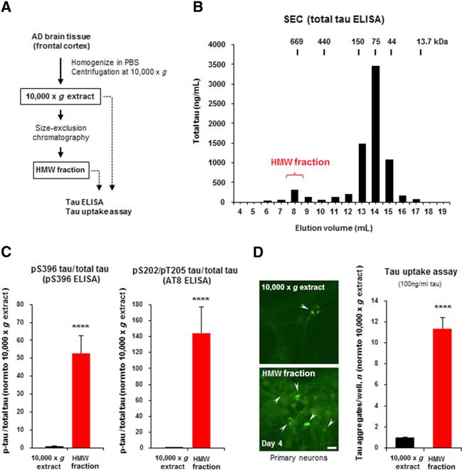 Tau Antibody in ELISA (ELISA)