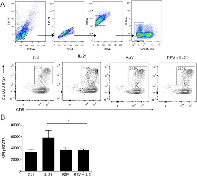 Phospho-STAT3 (Ser727) Antibody in Immunocytochemistry, Flow Cytometry (ICC/IF, Flow)