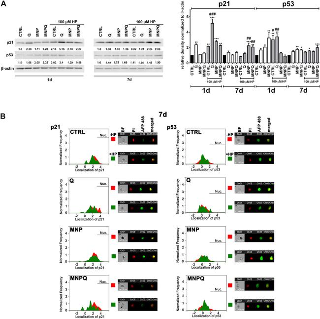 p21 Antibody in Western Blot, Immunohistochemistry, Flow Cytometry (WB, IHC, Flow)