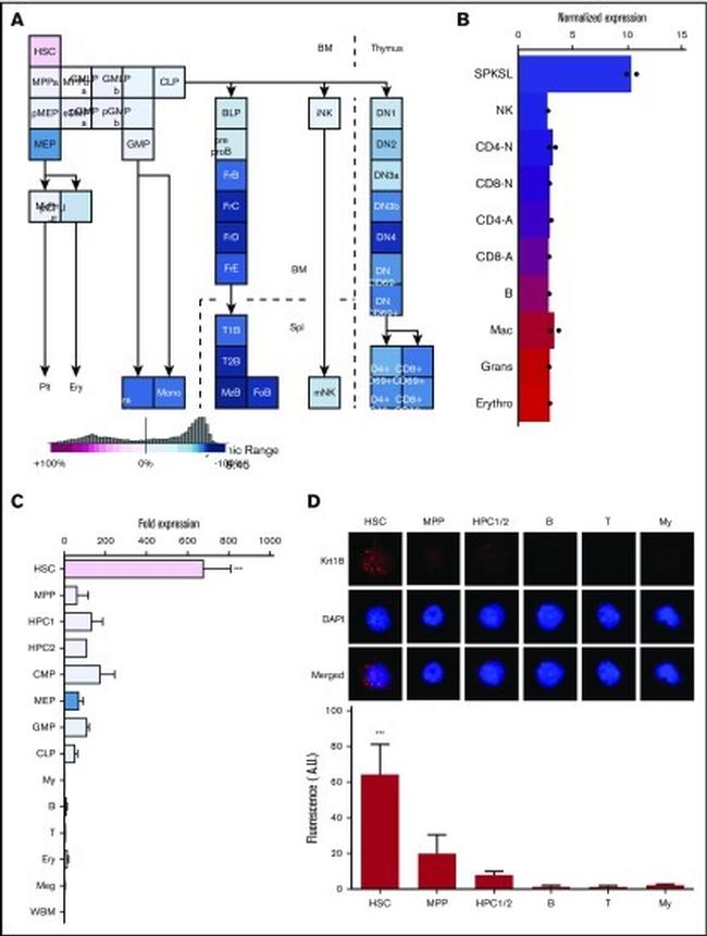 Cytokeratin 18 Antibody in Immunocytochemistry (ICC/IF)