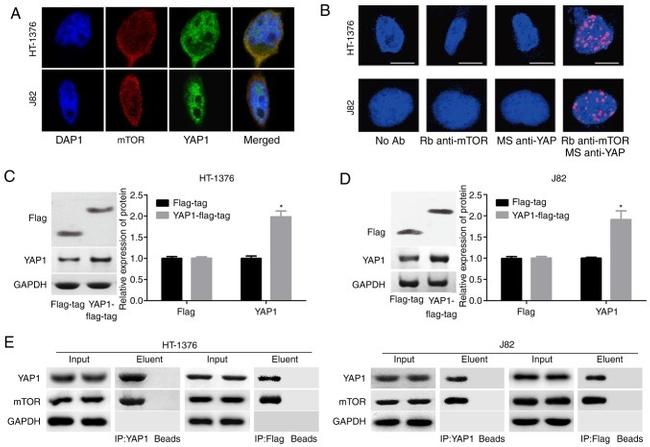 mTOR Antibody in Western Blot, Immunoprecipitation (WB, IP)