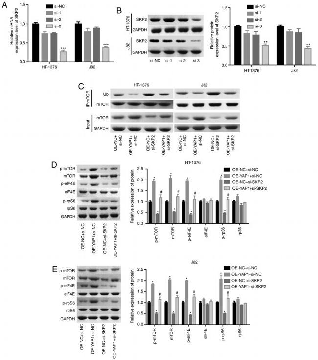 mTOR Antibody in Immunoprecipitation (IP)