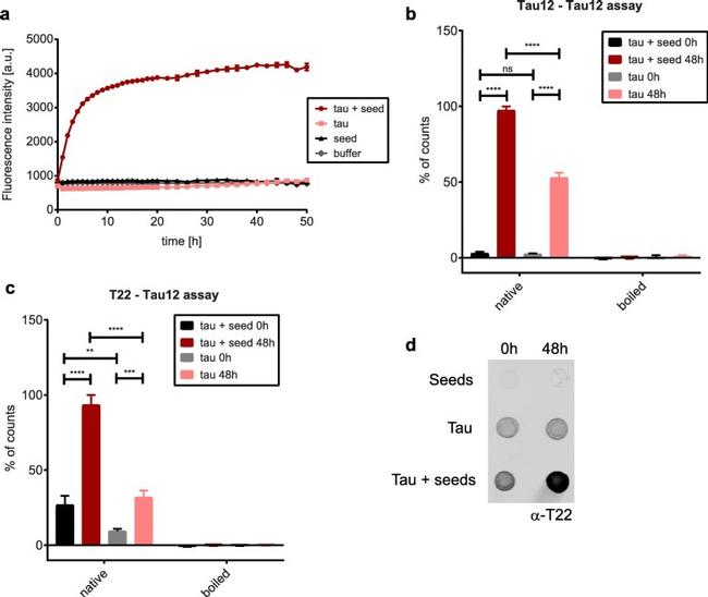 Tau Antibody in ELISA (ELISA)