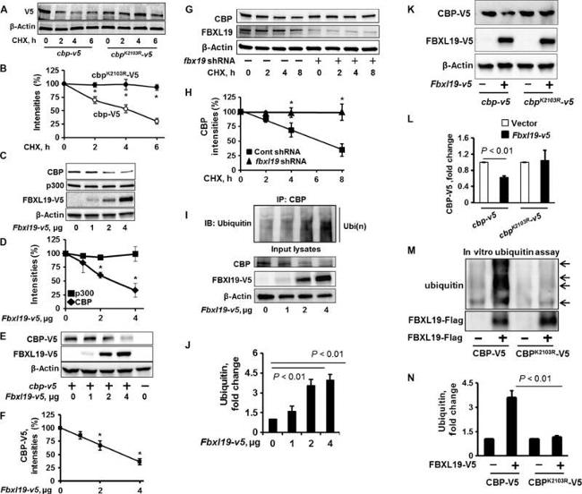 Ubiquitin Antibody in Western Blot (WB)