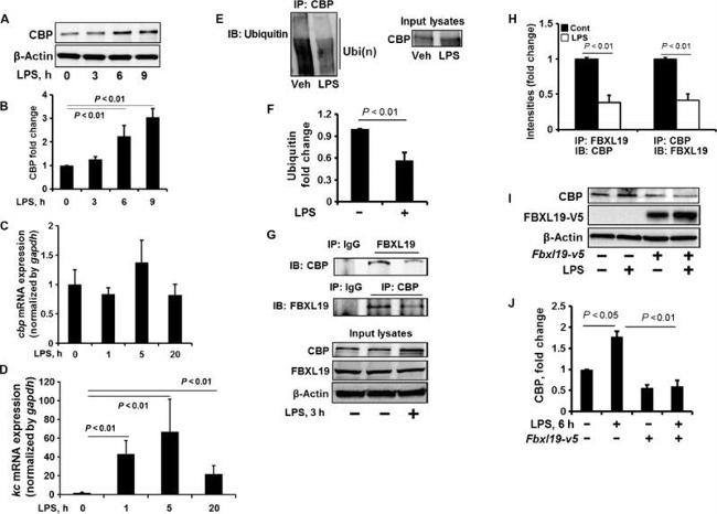 Ubiquitin Antibody in Western Blot (WB)