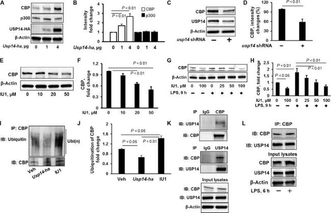 Ubiquitin Antibody in Western Blot (WB)