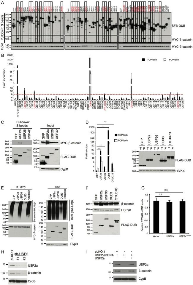 Cyclophilin B Antibody in Western Blot (WB)