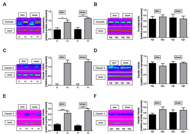 Claudin 3 Antibody in Western Blot (WB)