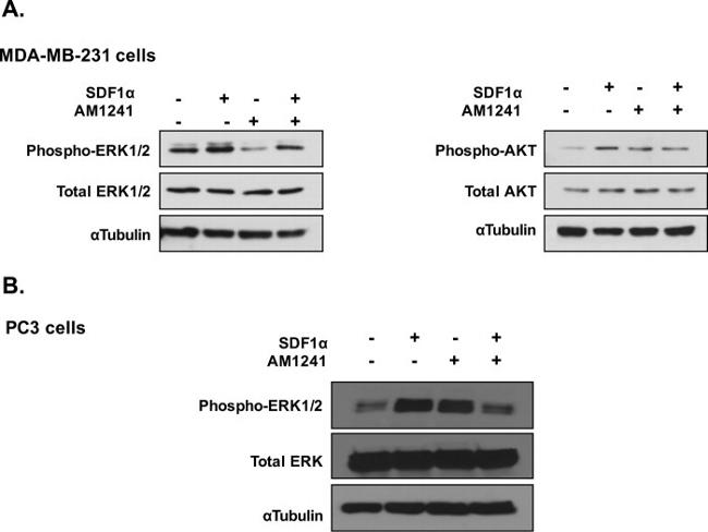 ERK1/ERK2 Antibody in Western Blot (WB)