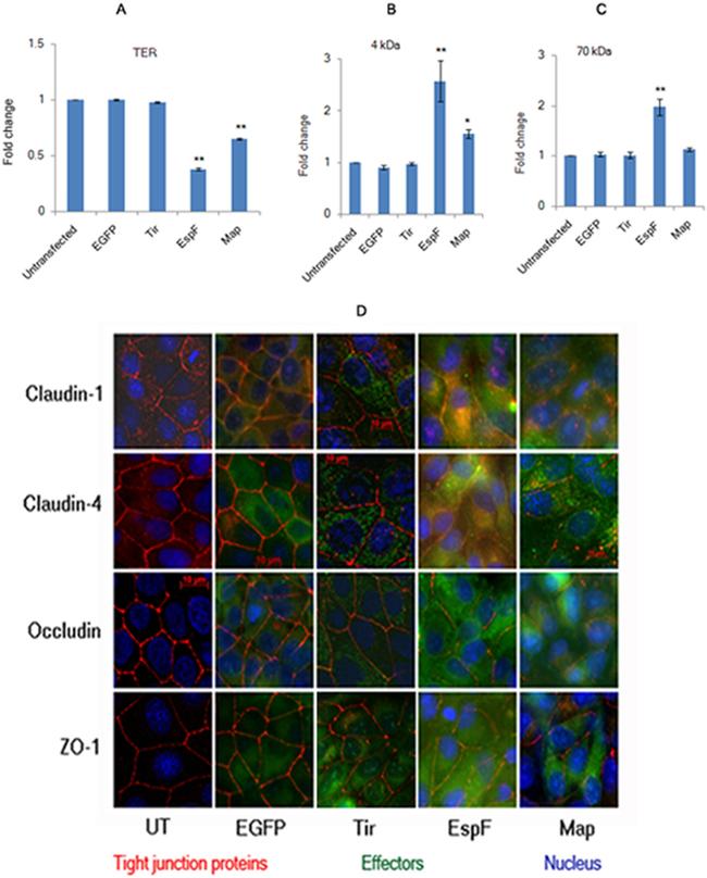 Claudin 1 Antibody in Immunocytochemistry (ICC/IF)