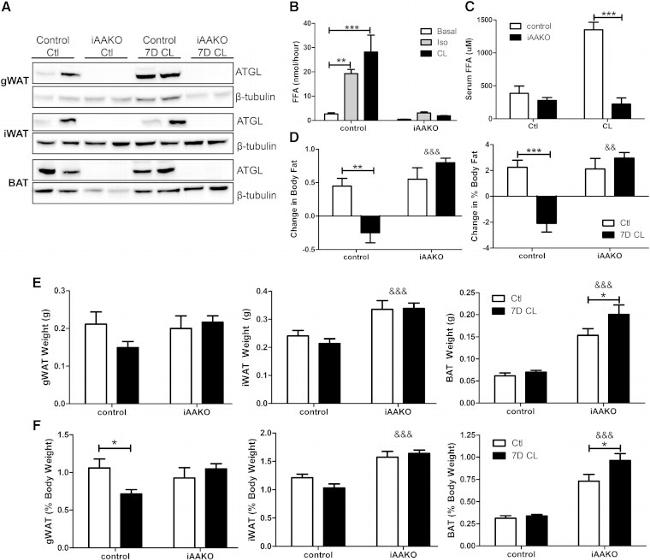 beta Tubulin Antibody in Western Blot (WB)