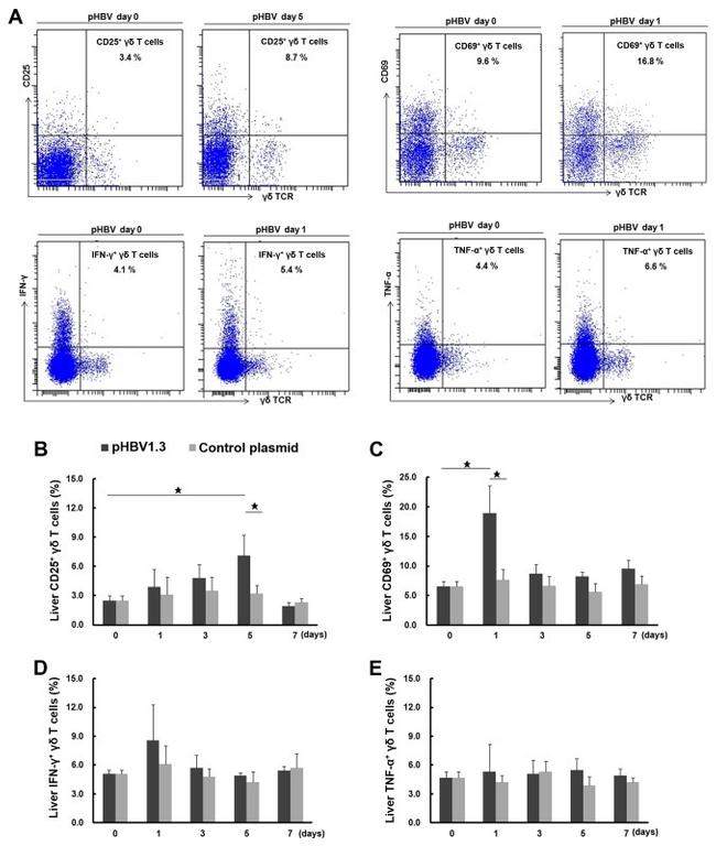 CD69 Antibody in Flow Cytometry (Flow)