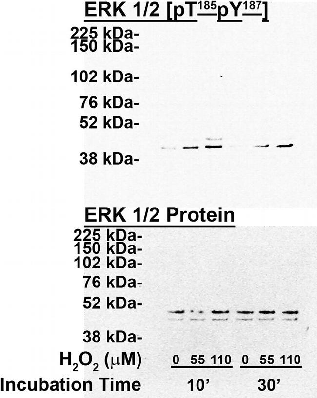 Phospho-ERK1/ERK2 (Thr185, Tyr187) Antibody in Western Blot (WB)