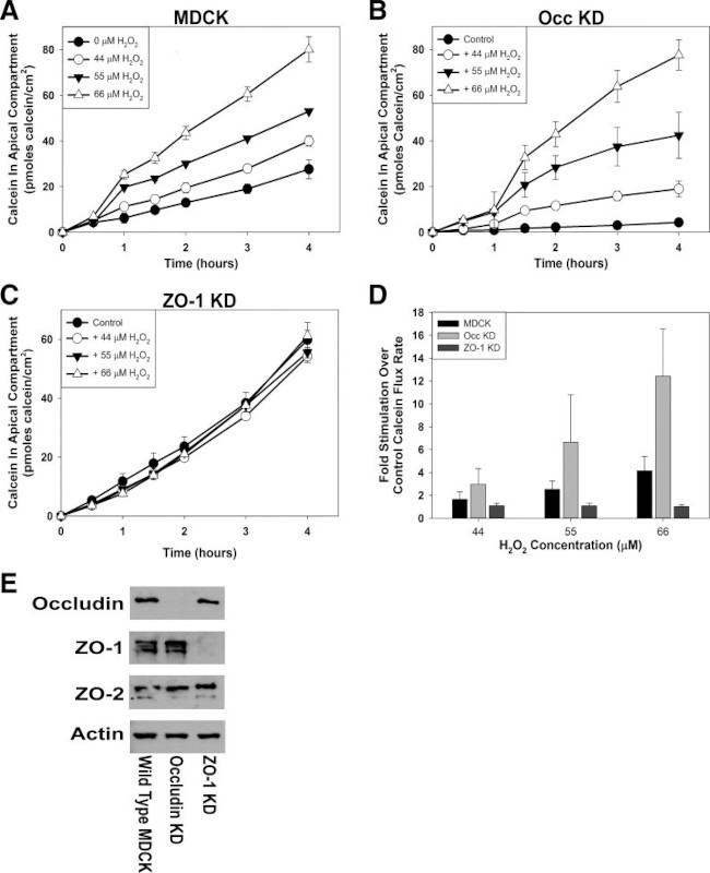 Occludin Antibody in Western Blot (WB)