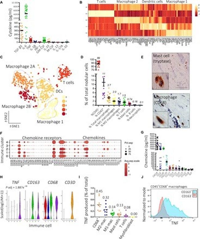 FceR1 alpha Antibody in Flow Cytometry (Flow)