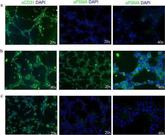 CD31 Antibody in Immunocytochemistry, Immunohistochemistry (ICC/IF, IHC)