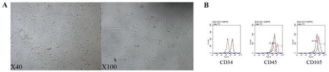 CD105 Antibody in Flow Cytometry (Flow)