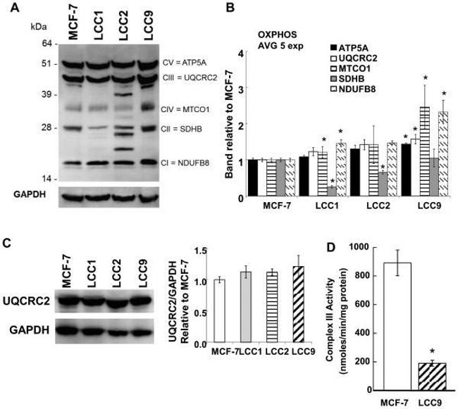 UQCRC2 Antibody in Western Blot (WB)