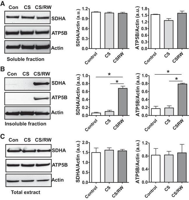 SDHA Antibody in Western Blot (WB)