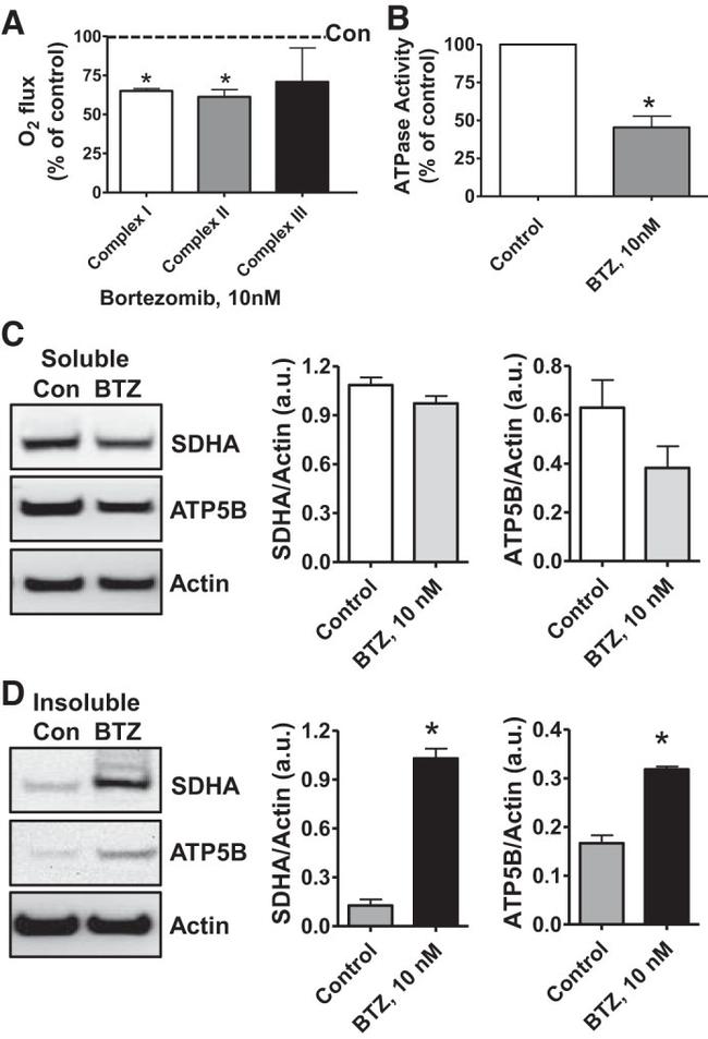 ATP Synthase beta Antibody in Western Blot (WB)