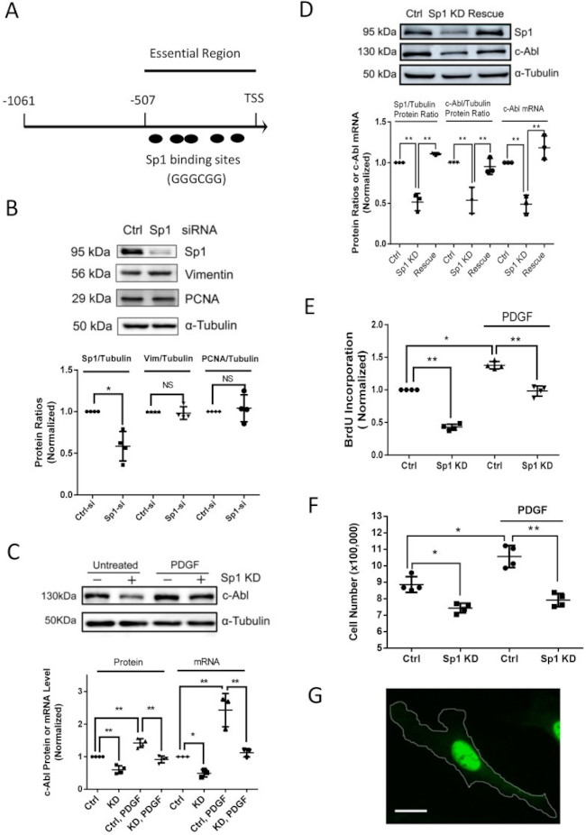 SP1 Antibody in Western Blot (WB)