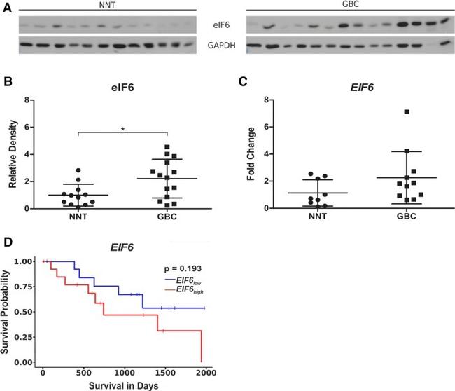 eIF6 Antibody in Western Blot (WB)